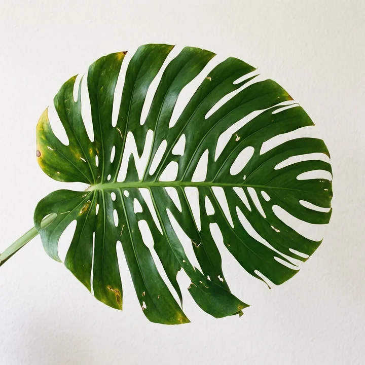 Nanobananas glimpsed between the leaves of the ZZ plant