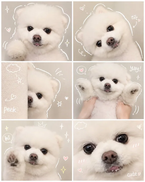 生活速写手绘涂鸦分格拼贴狗狗