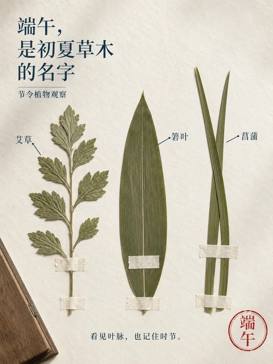 端午初夏草木气息植物标本海报