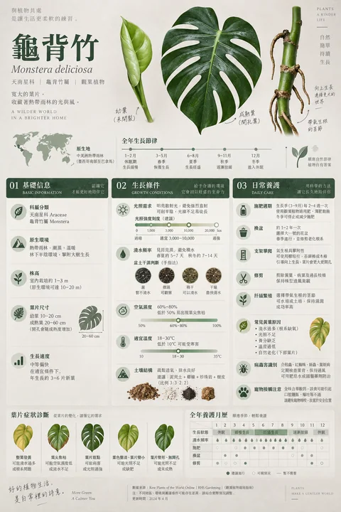 极简日系侘寂风龟背竹科学养护百科
