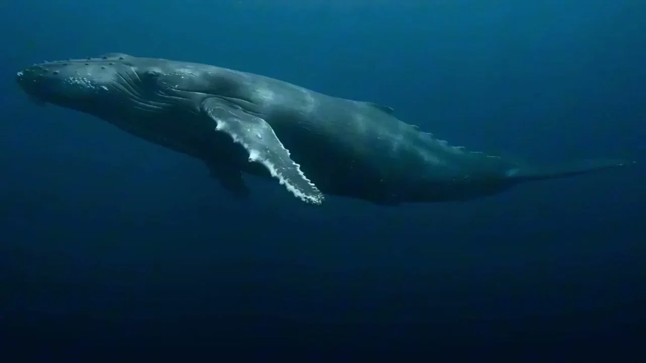 La majesté et l'époustouflant caractère primordial des baleines océaniques profondes.